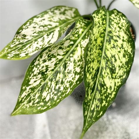 How to win in a lottery: Aglaonema plant .